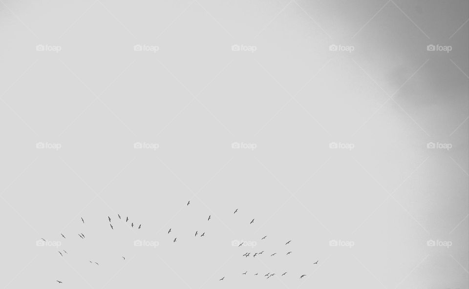 Crow on the way to school