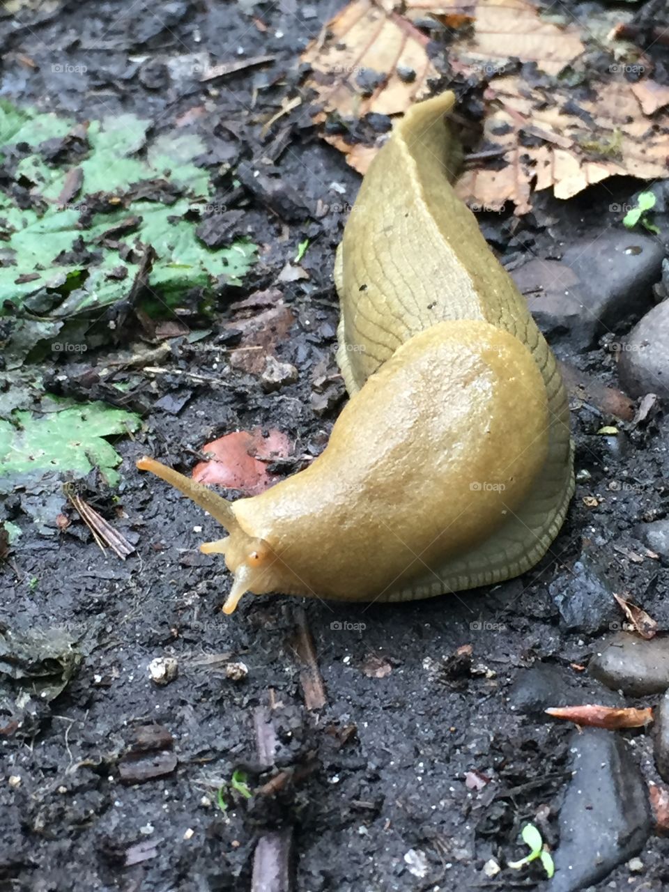 Banana slug 