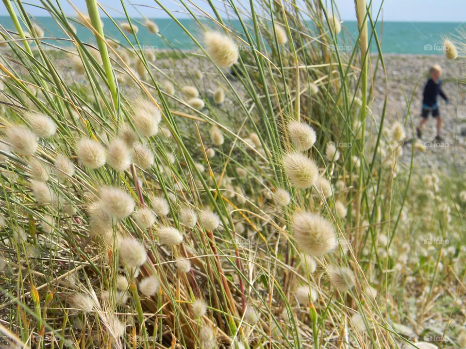 Reeds