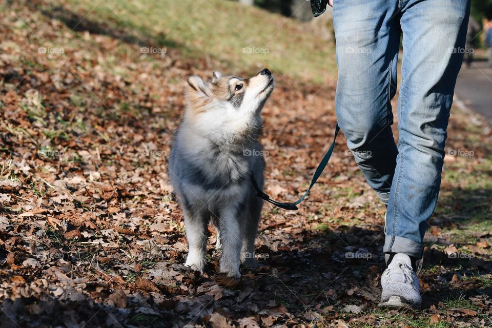 A man walking his Finnish Lapphund dog 