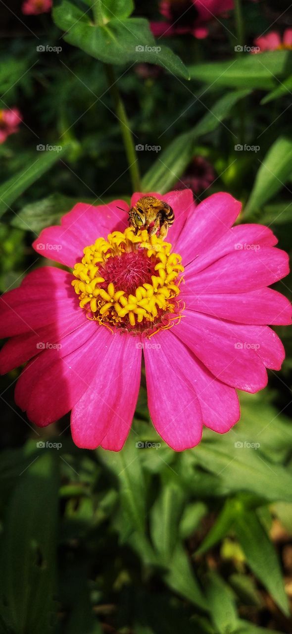 The bee is sucking the nectar of the Zinnia flower