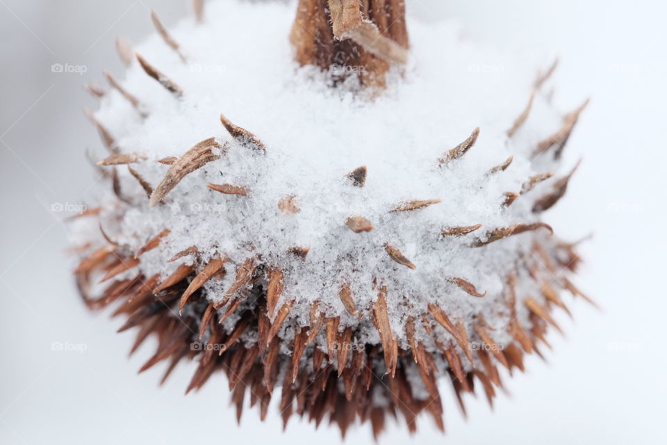  Wither covered with snow and i took this outdoor. 