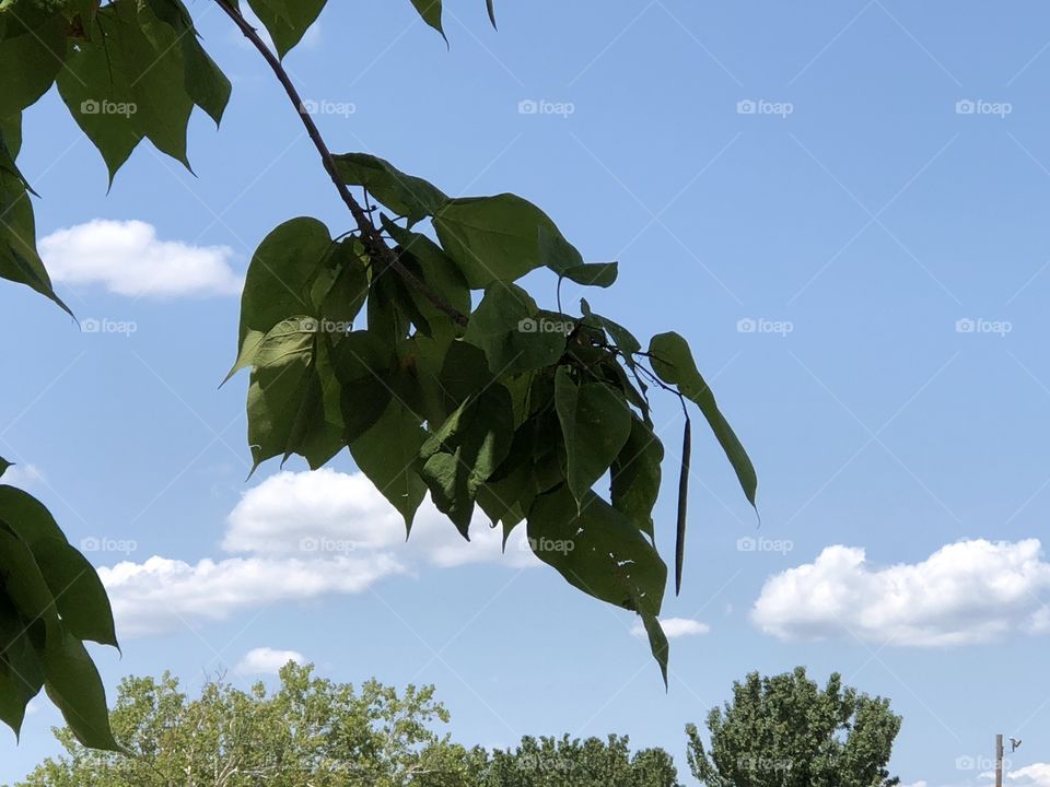 A pretty day with lush tree leaves with pretty green foliage and puffy gorgeous clouds in the sky