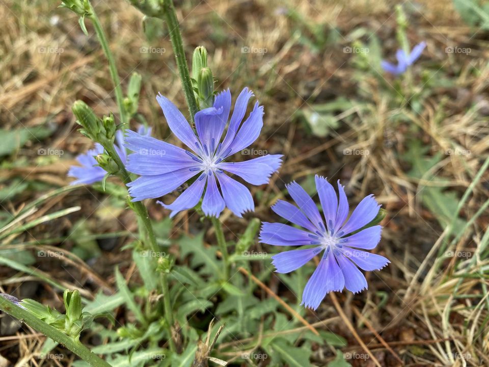 Chicory flowers