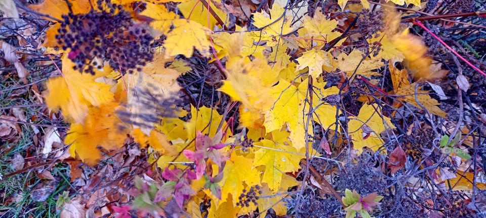 vintage nature autumn time