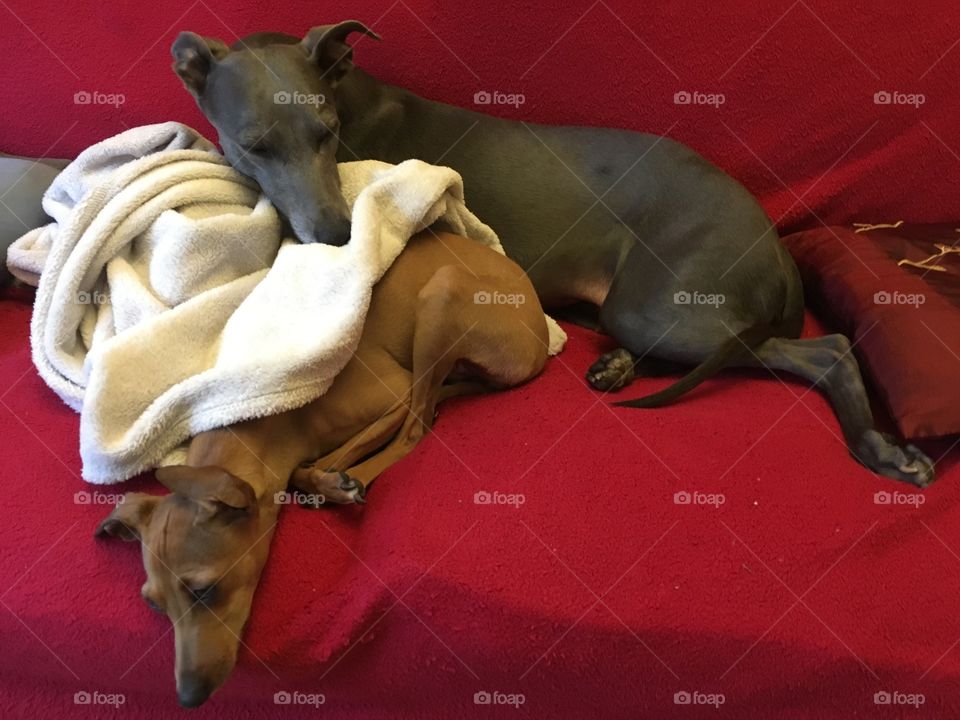Libby the whippet and Amber the Italian greyhound snuggled up asleep together with blankets on the sofa