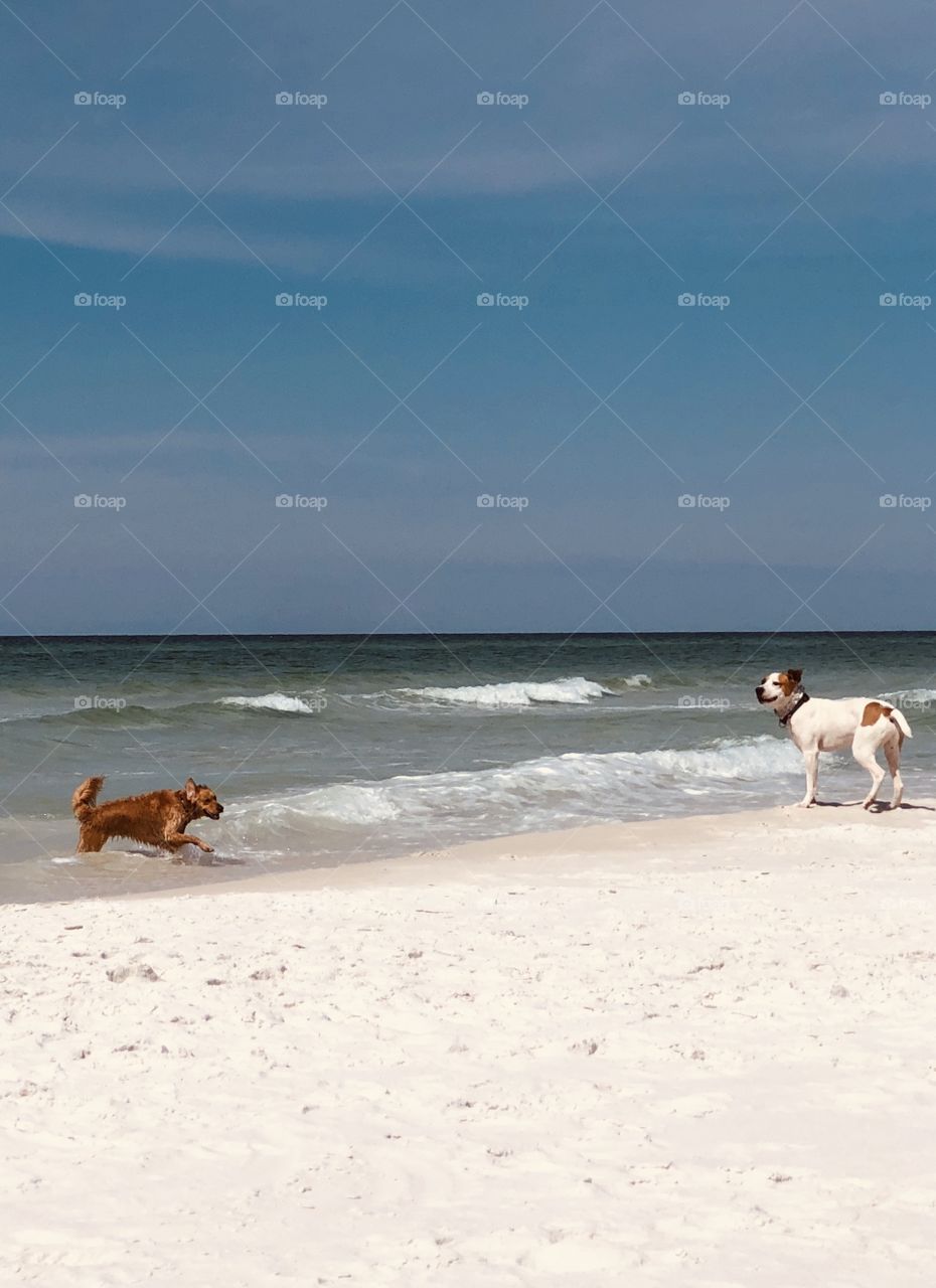 Canine companions happy and playful on sunny day at the beach 