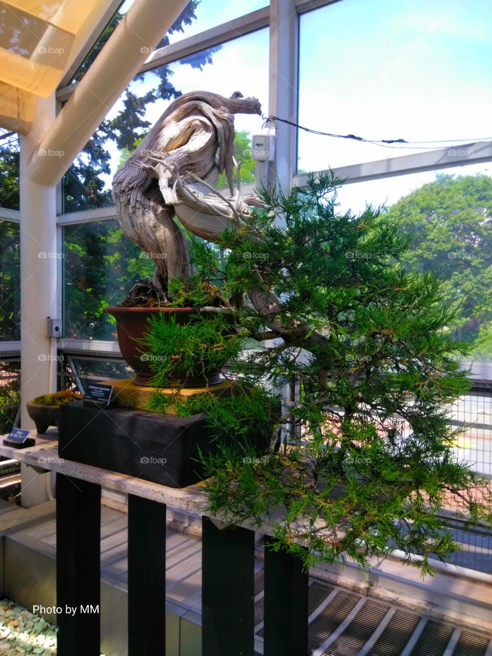 BONSAI TREE