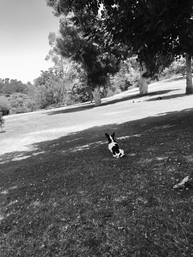 Peaceful pup