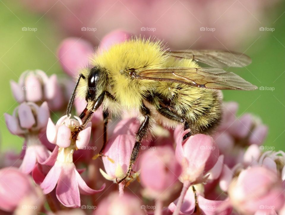 Bumblebee on milkweed flowers 