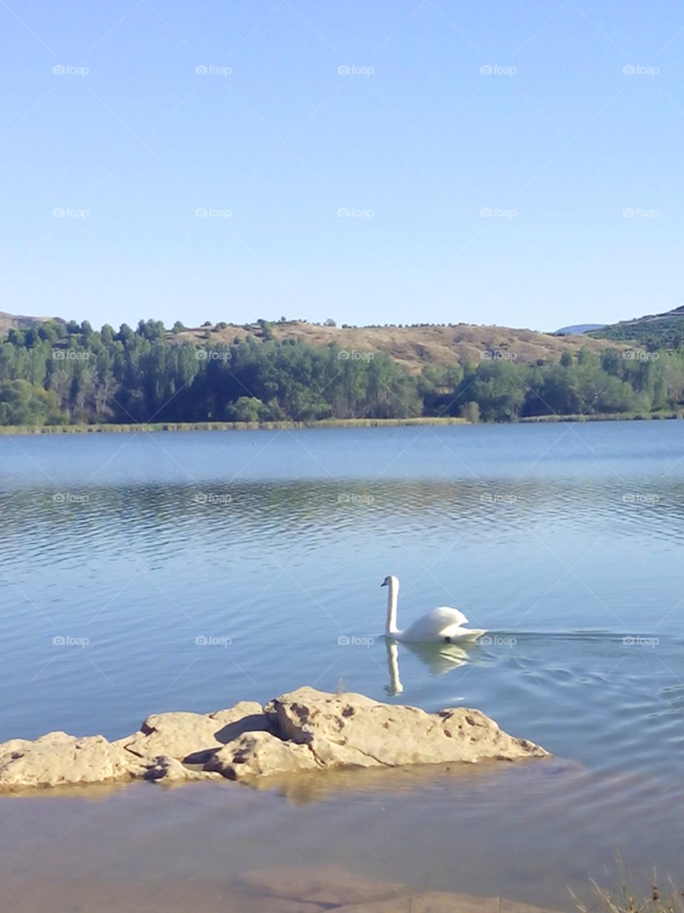 Duck swimming in lake