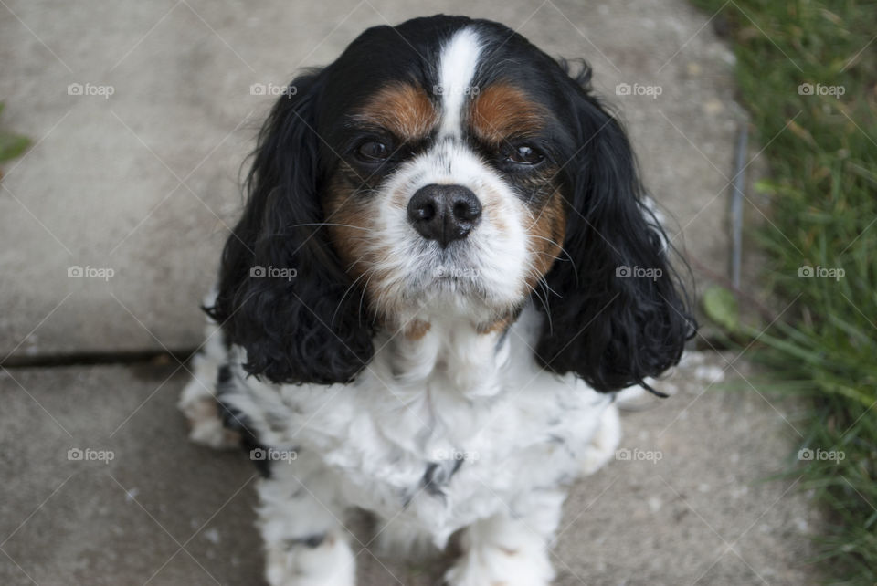 Dog sitting and looking at the camera. 
