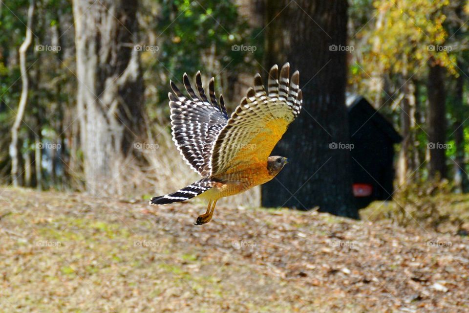 Hawk in flight