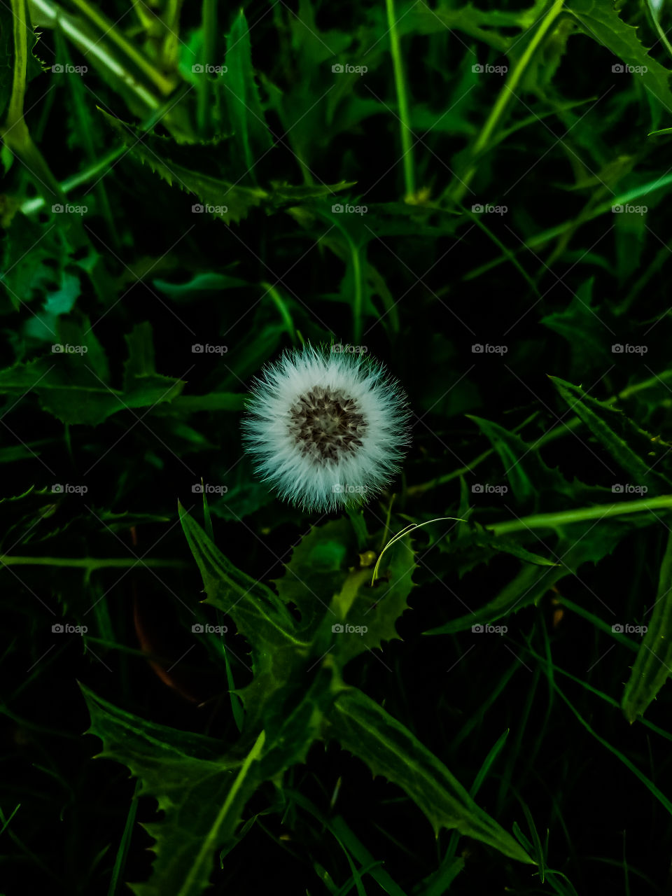 dandelion