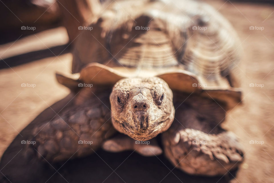 Turtle 