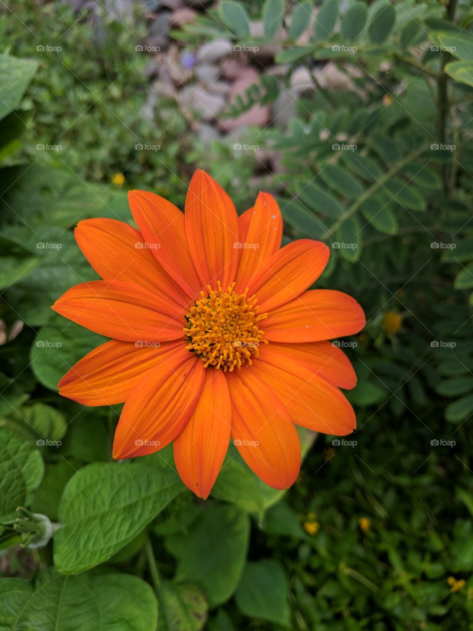 lovely close up of a Mexican sunflower