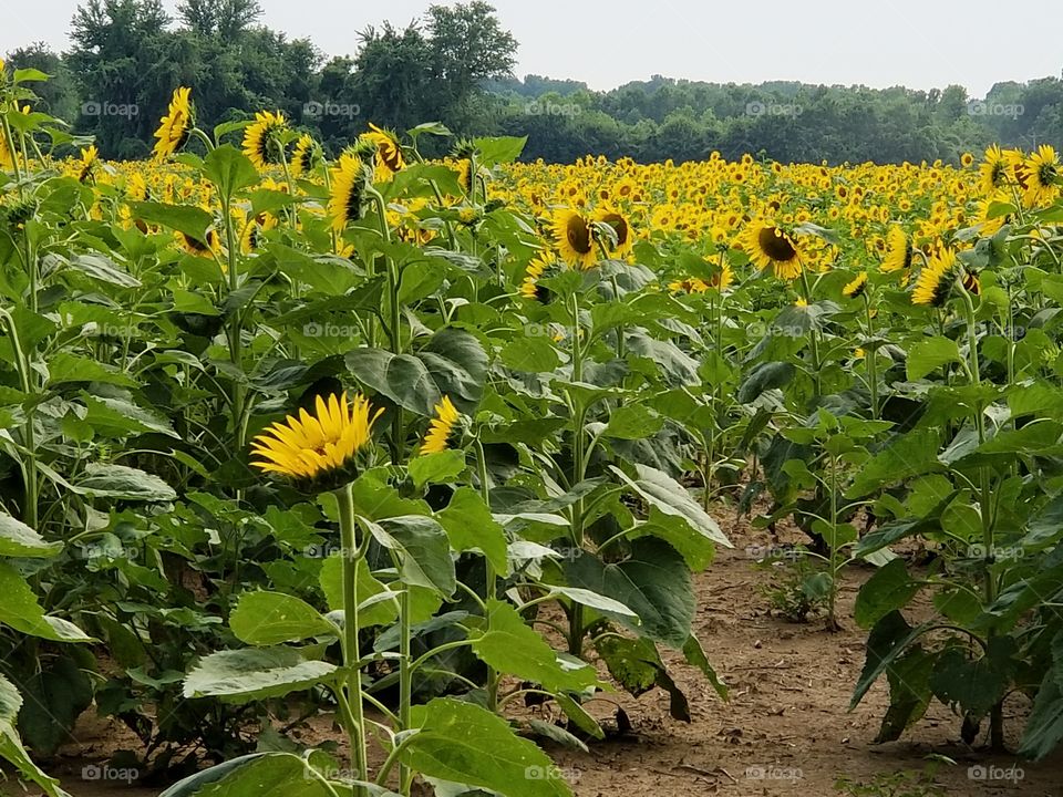 Sunflower Fields