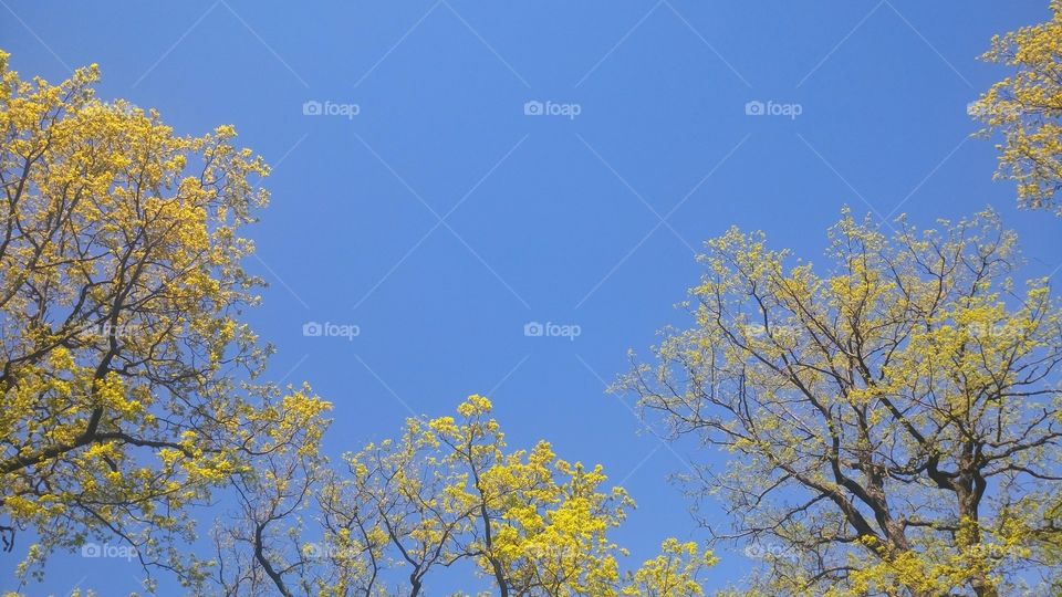 The beginning of a new life for maples in St. Petersburg