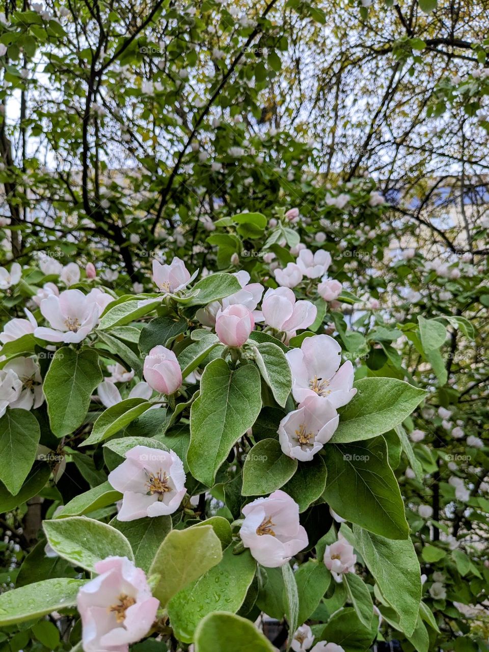 Flower of fruit trees