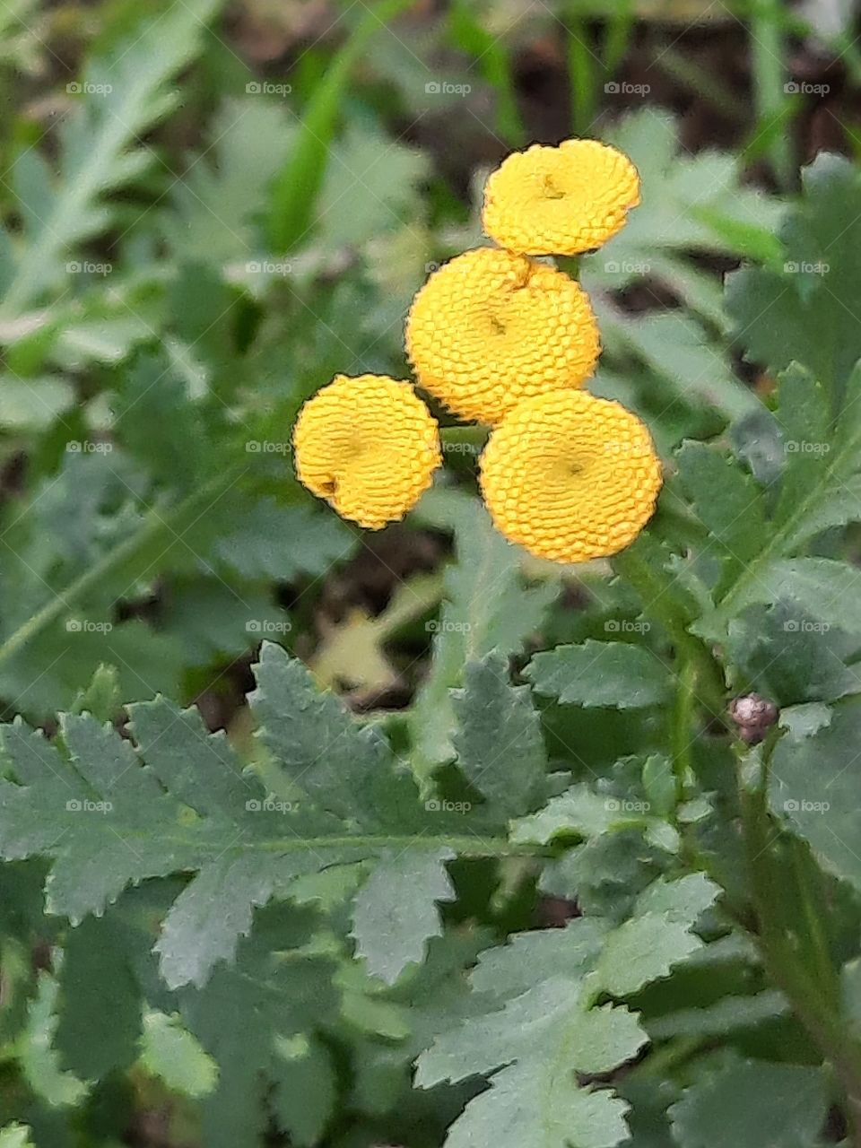 autumn in meadow  - close-up of yellow tansy flowers