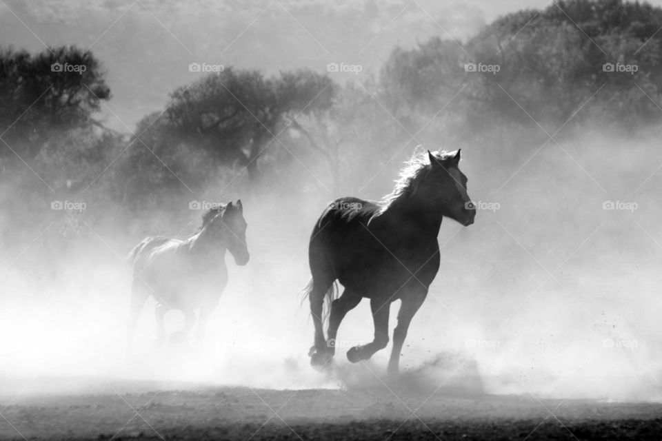 Great black and white photograph of galloping Horses.  All proceeds go towards the conservation of endangered species.