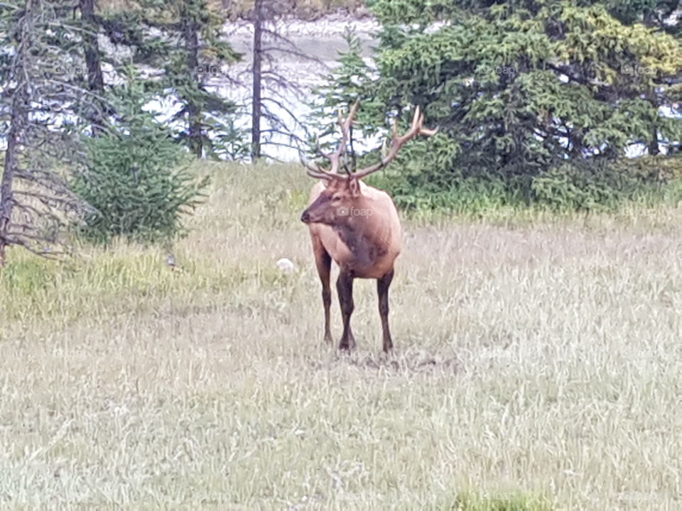Big boy, Bull Elk