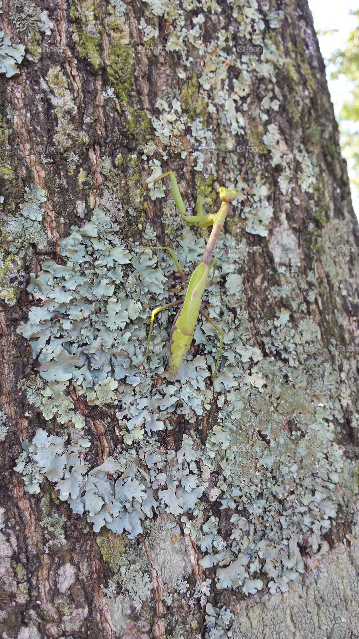 praying mantis on tree