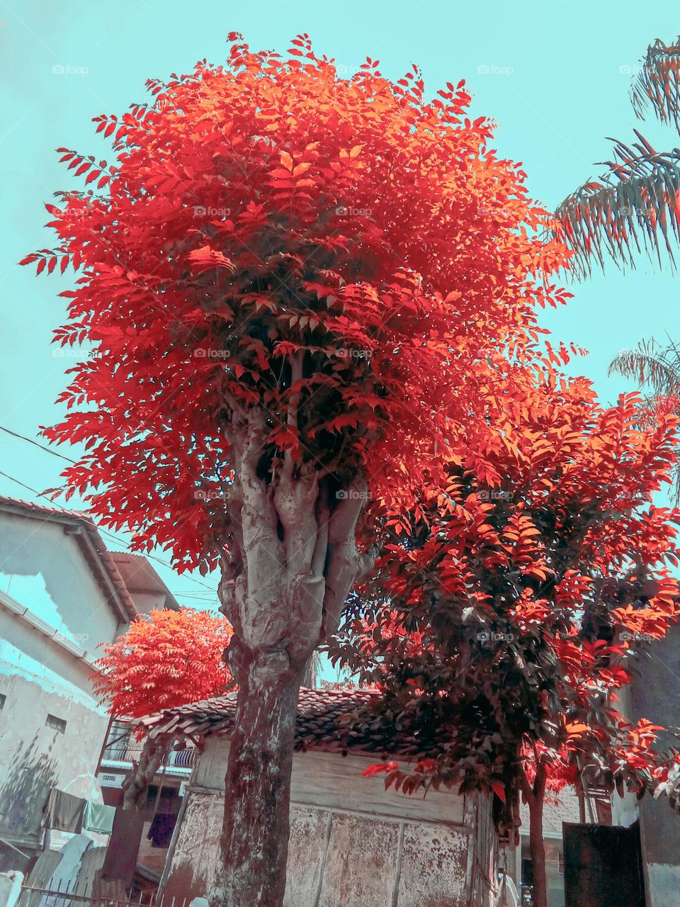 trees behind the house