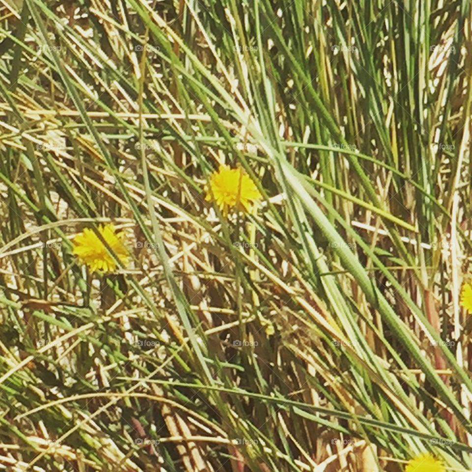 Dune flowers 