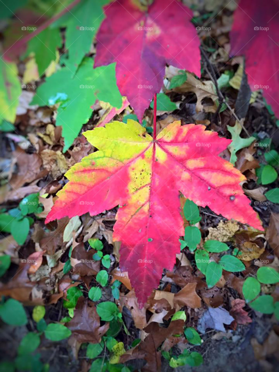 Close up of autumn leaf with red, yellow, and orange. Blurry leaves in the background. 