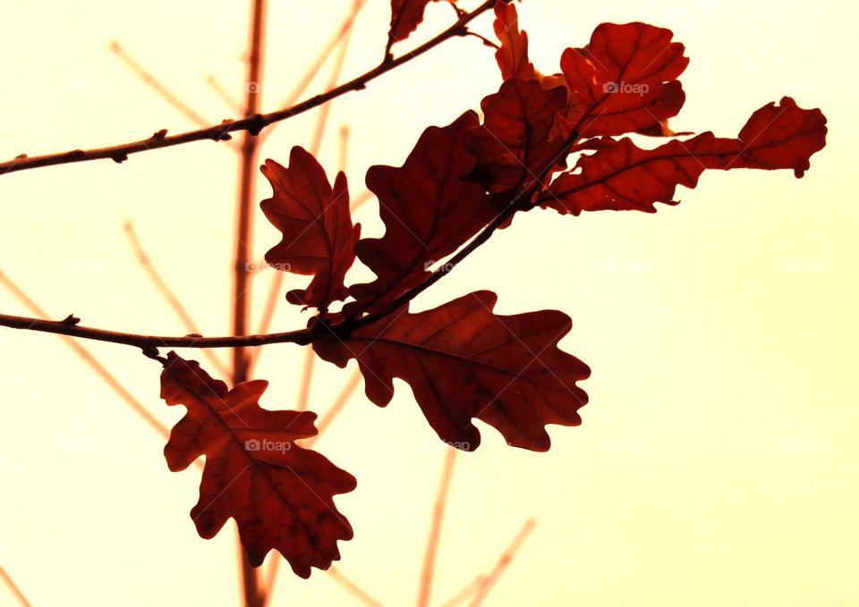 translucent leaves