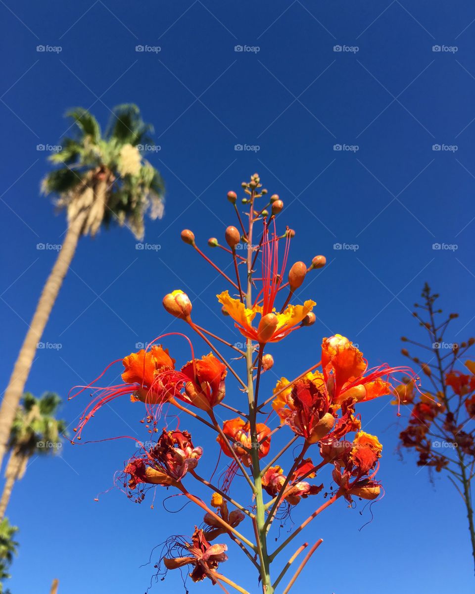 Low angle view of blooming flowering plant