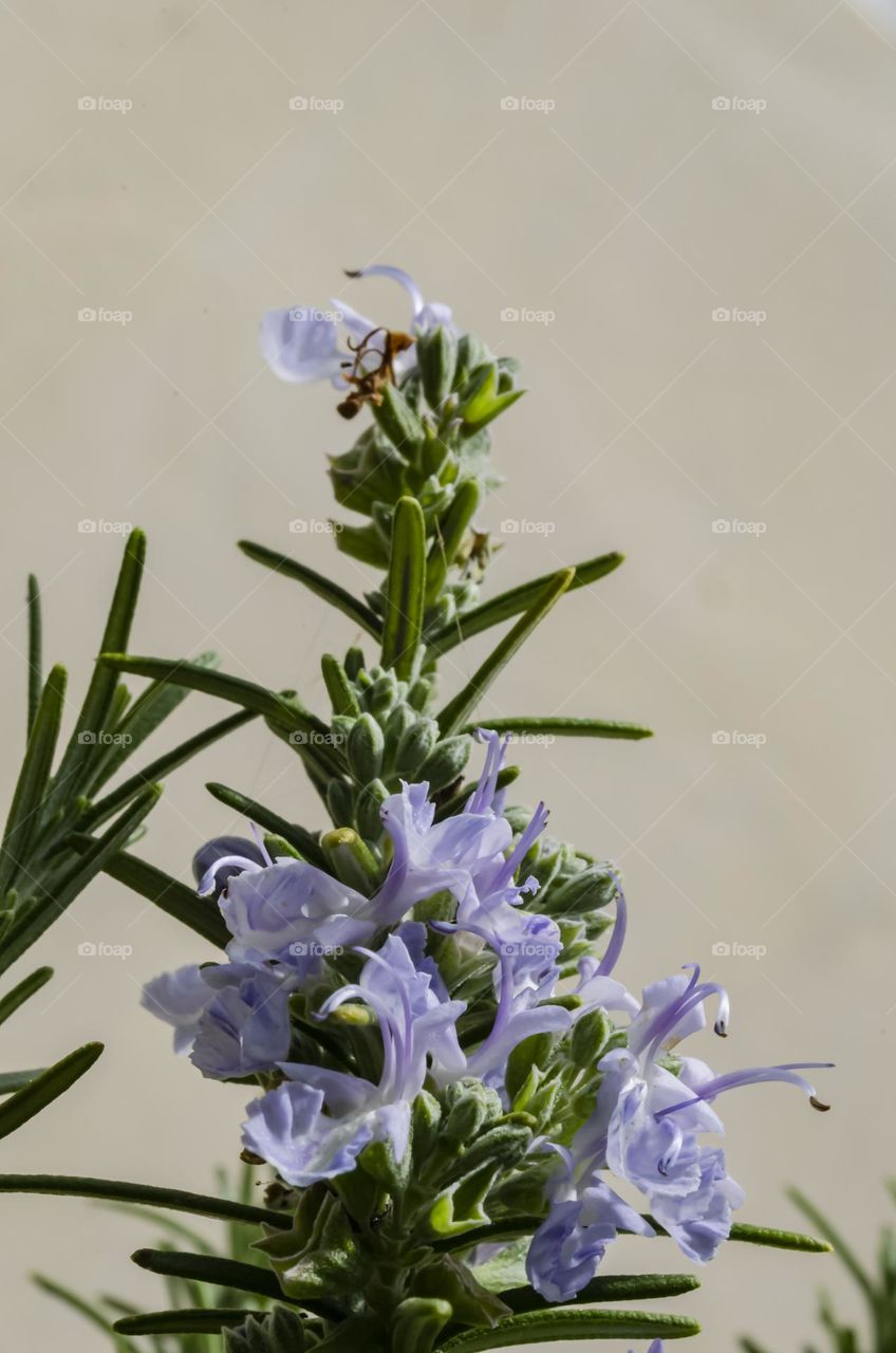 Rosemary Blossoms