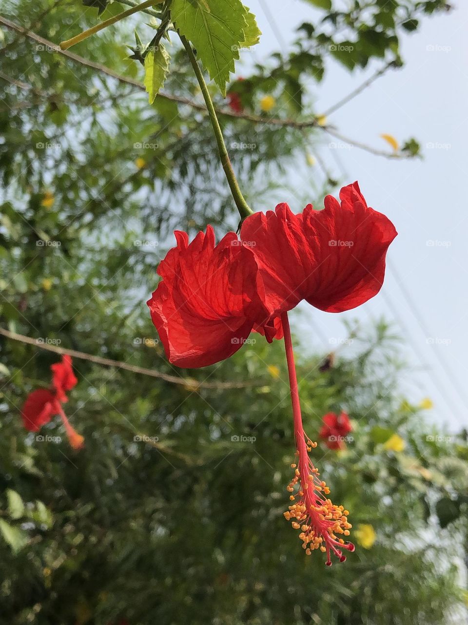 This photo is taken by my phone. this flower is more attractive for our all peoples. This flowers are also my favourite one in my childhood so I was upload this photo to the upload of the week.