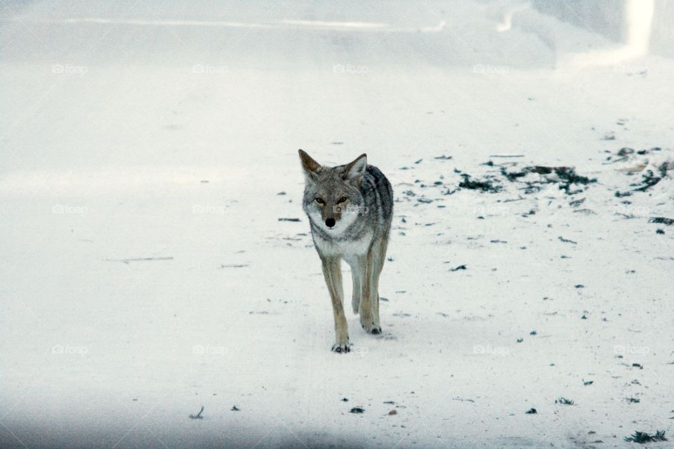 coyote on the road in winter