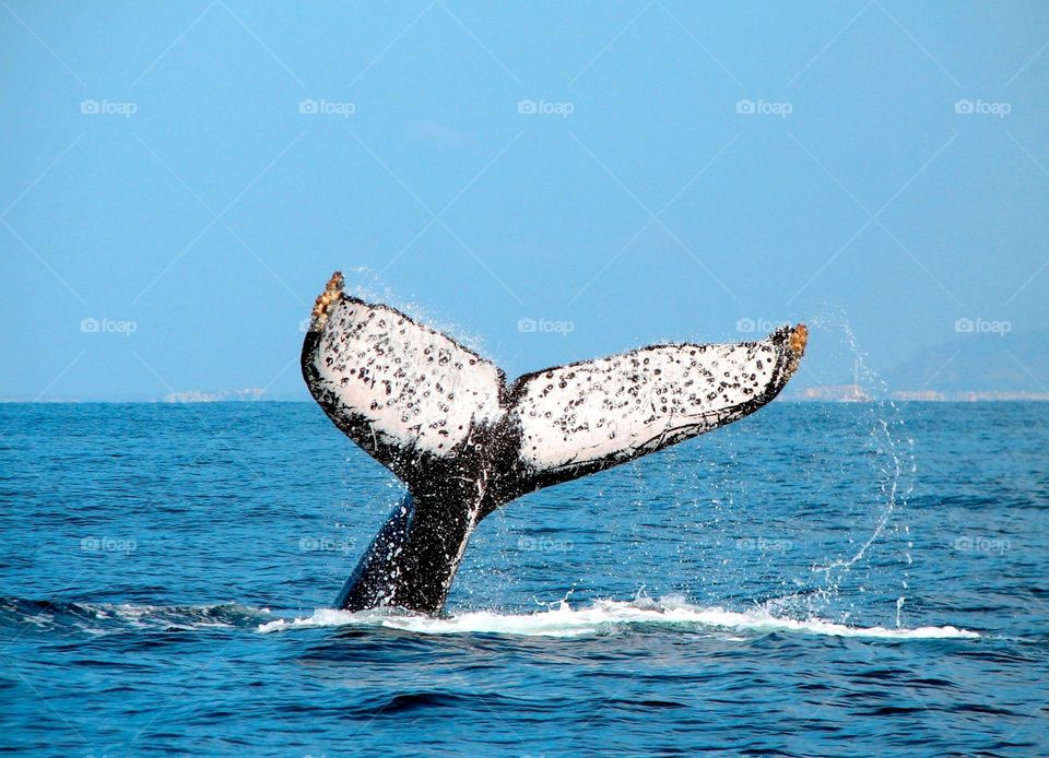 Whale watching in Mexico. Whale watching off the coast of Puerto Vallarta