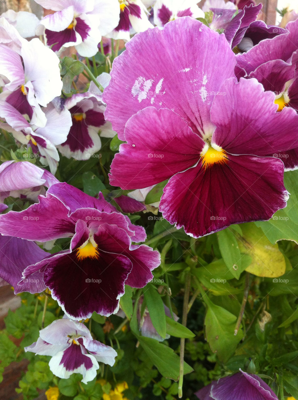 flowers garden plants pretty by derrybirkett