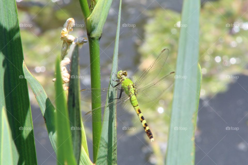 A dragonfly in the park. He is a beautiful green color and found naturally. This was taken with a Canon Rebel T5 
