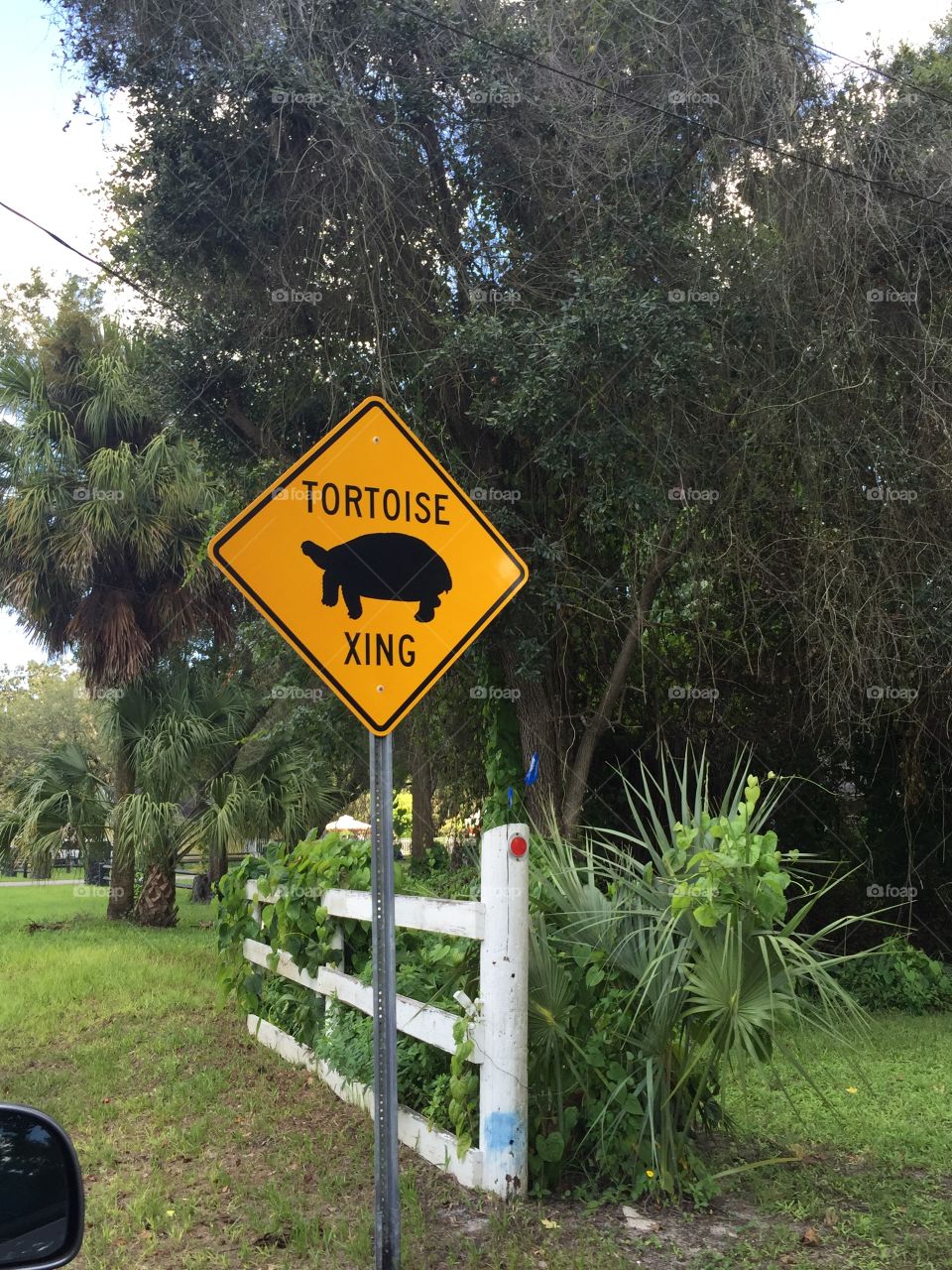 Slow down for the turtle