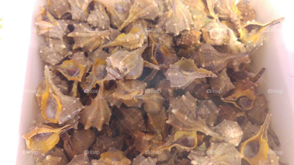 Shells to eat