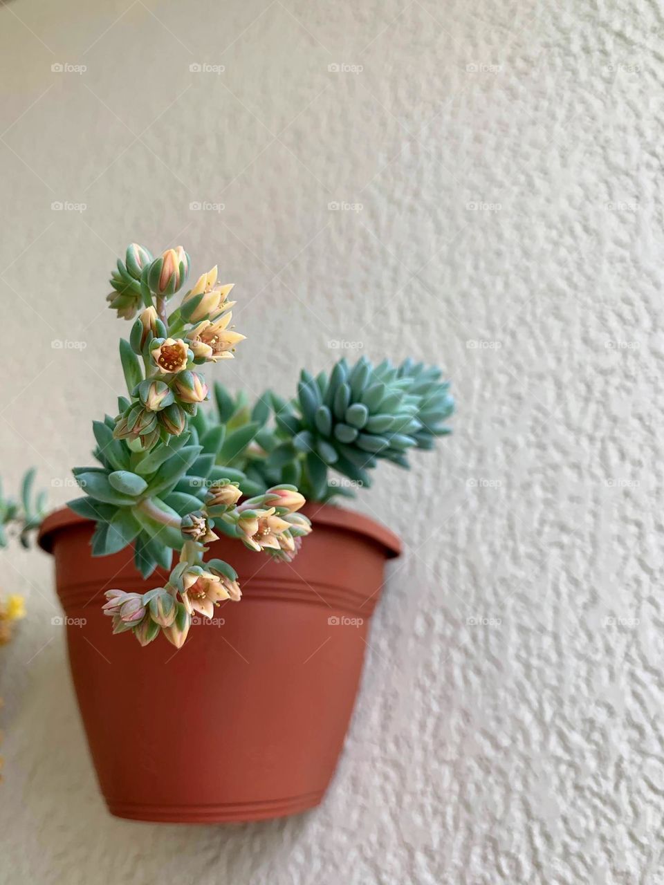 Potted plant on the wall 