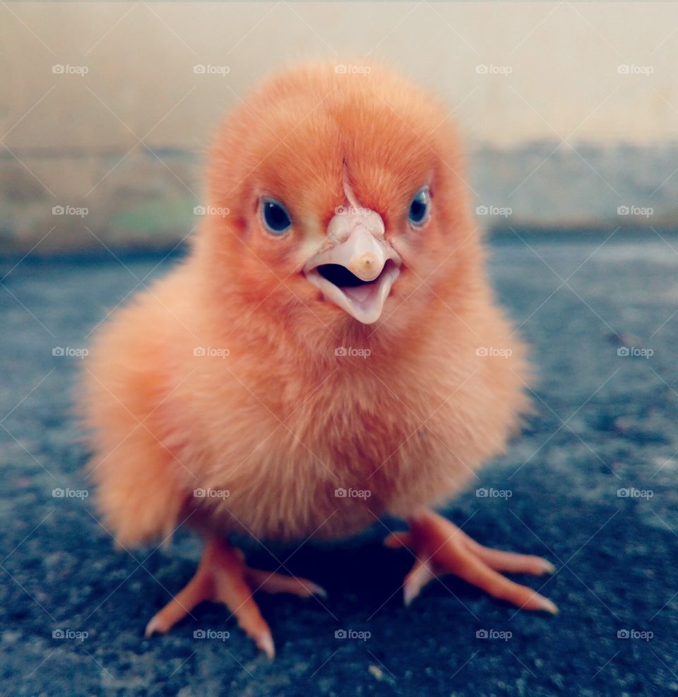 cute baby chicken