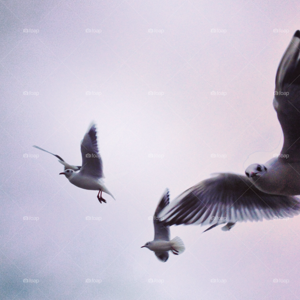 weymoutj dorset flying seagull by markems