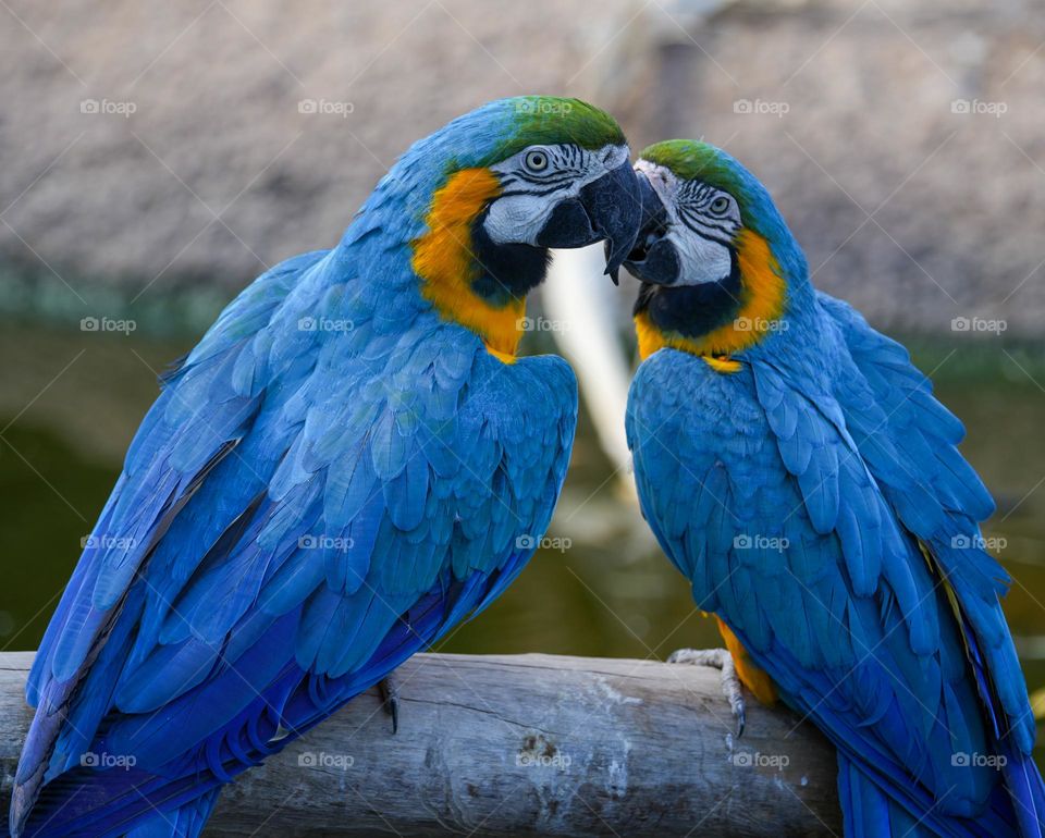 Two Blue-and-Gold Macaws (Ara ararauna) share a perch as well as some affection as they gently rub beaks