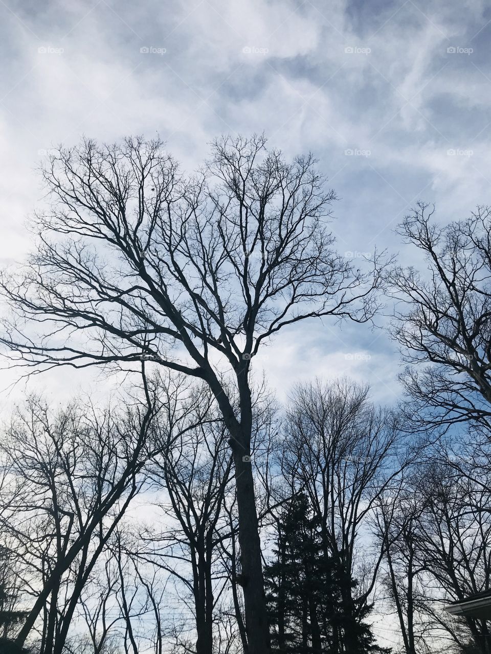 Oak tree getting ready to bud