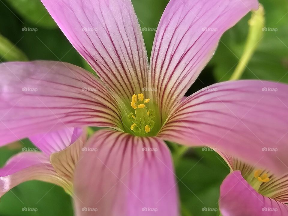 "Filaments and anther." This tiny flower which is seen frequently near clovers. The pink petals stand out against the green background.