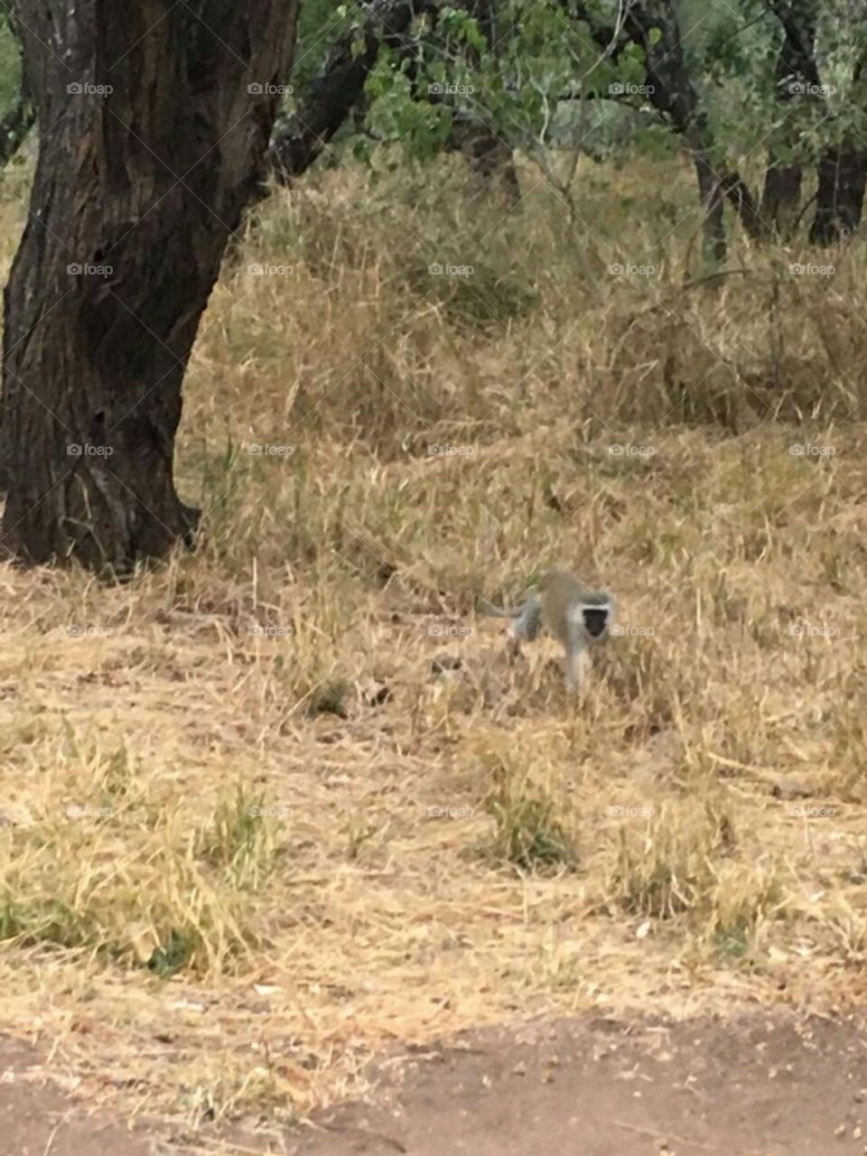 Kruger National Park