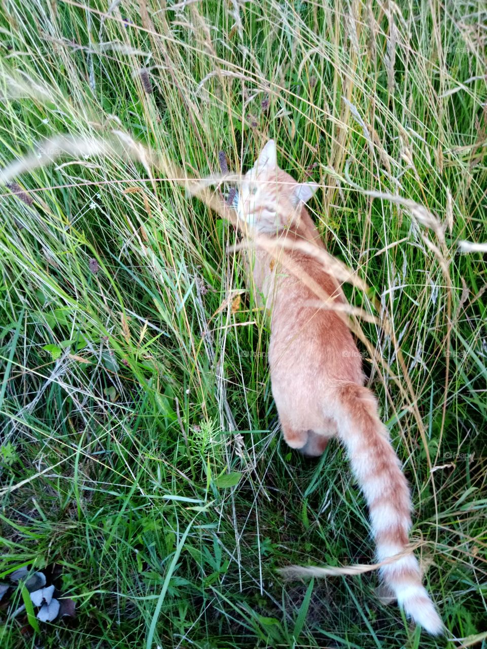кот охотиться в поле