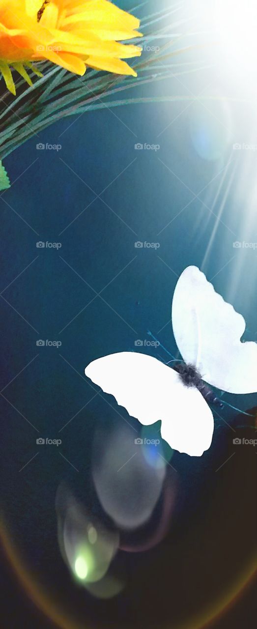 white butterfly in light flare