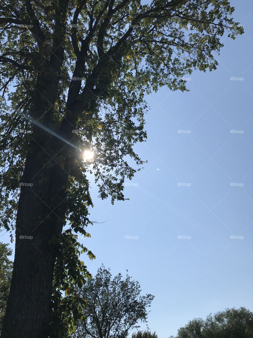 Sun shining through tree branches